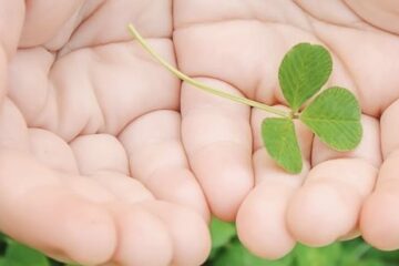 Article de blog trèfle dans les mains